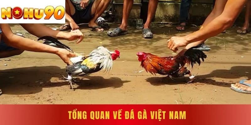 Tổng Quan Về Đá Gà Việt Nam