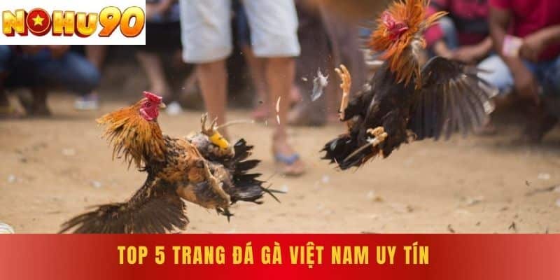 Top 5 Trang Đá Gà Việt Nam Uy Tín